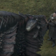 Jon Snow touching Drogon.